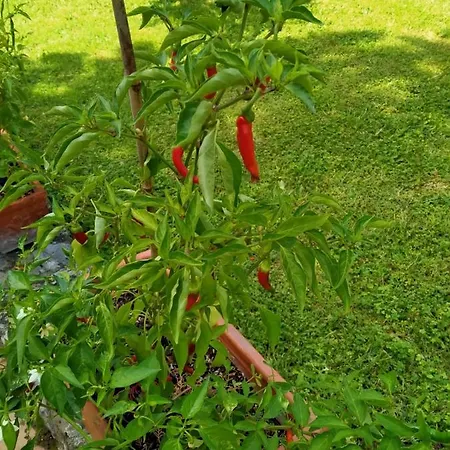 La Luna Nel Pozzo Nocleg ze śniadaniem Todi