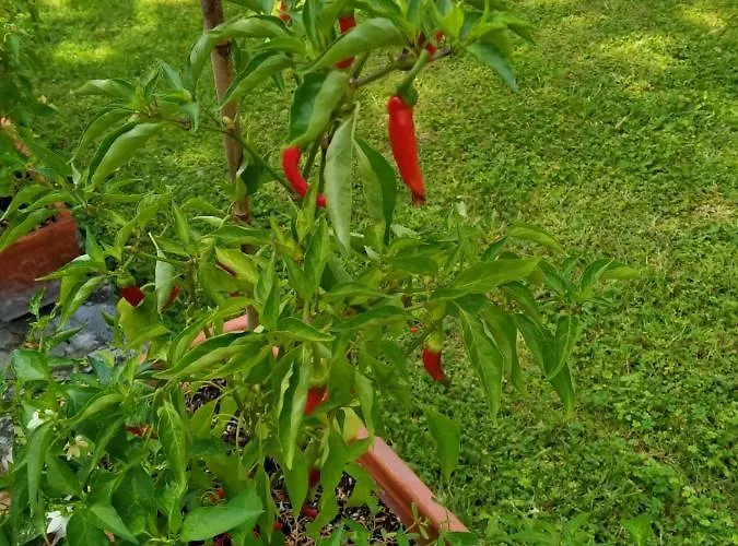 La Luna Nel Pozzo Bed & Breakfast Todi
